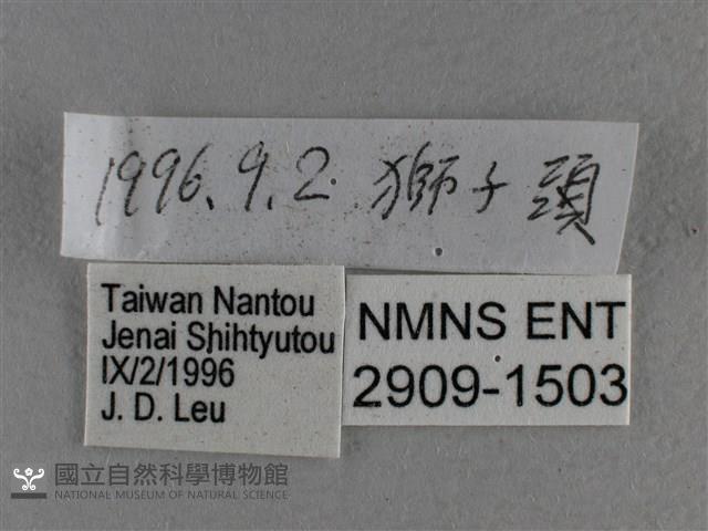 白斑弄蝶藏品圖，第3張