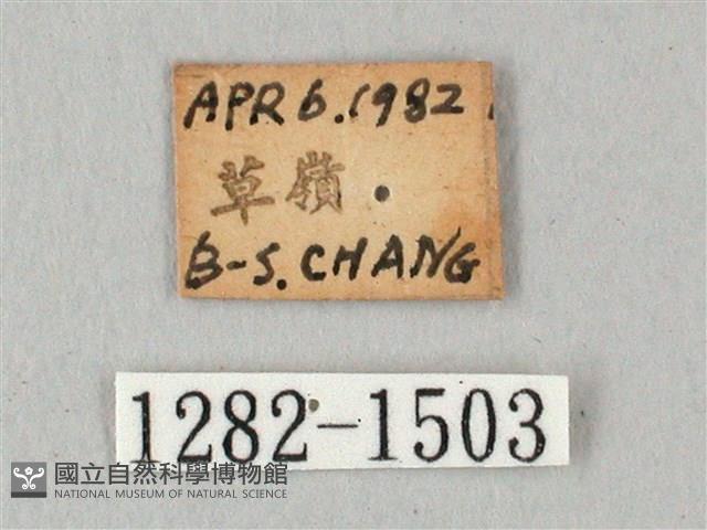 白點天蛾 藏品圖，第3張