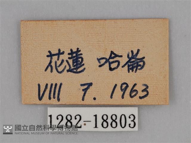 圓翅鉤粉蝶藏品圖，第3張