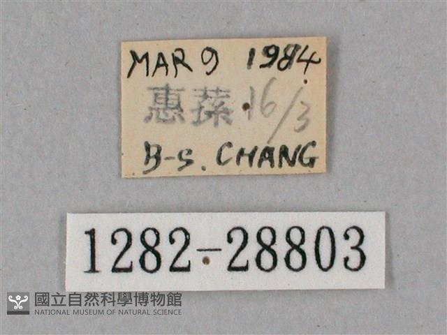 榆綠天蛾藏品圖，第3張