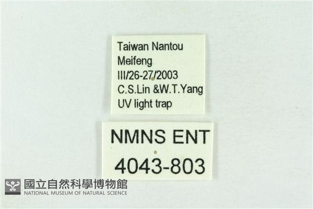 基黑新波紋蛾藏品圖，第3張