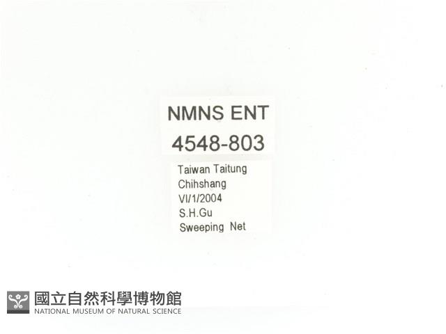 金艷騷金龜藏品圖，第2張