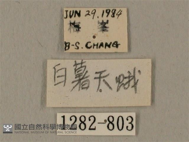 蝦殼天蛾藏品圖，第3張