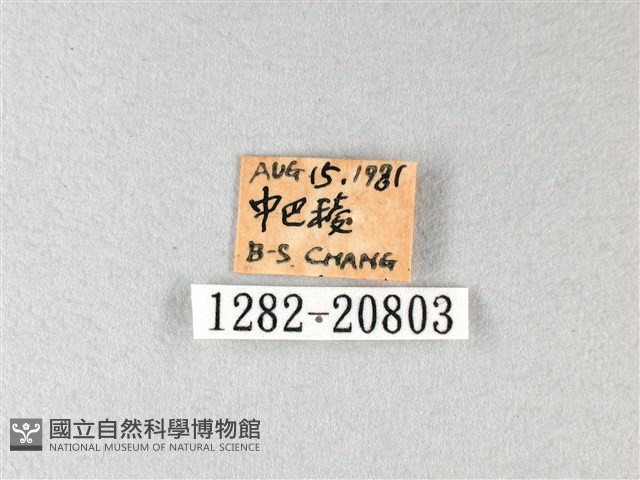 綠弄蝶藏品圖，第3張