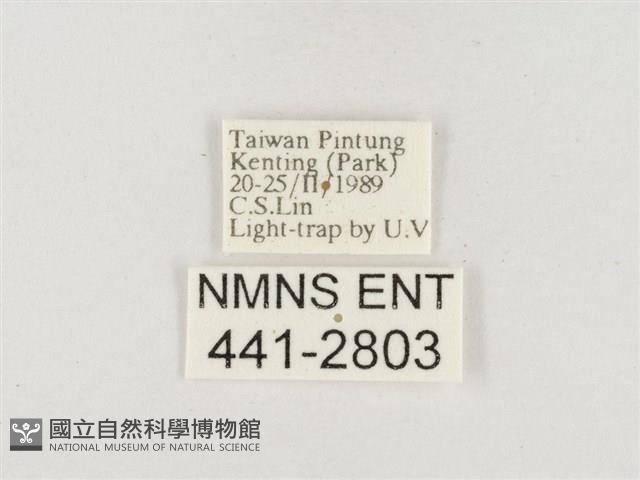 小白紋毒蛾藏品圖，第3張