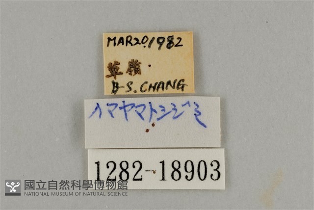 藍灰蝶沖繩亞種藏品圖，第3張