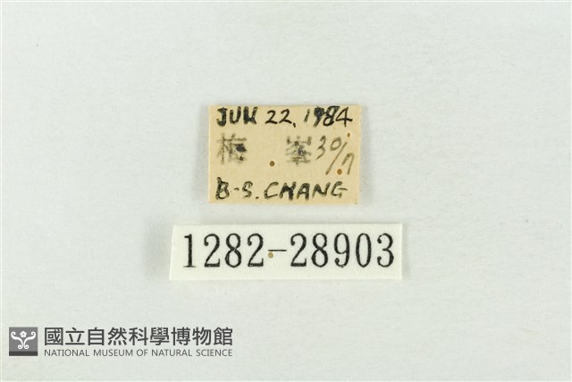 連珠波紋蛾藏品圖，第3張
