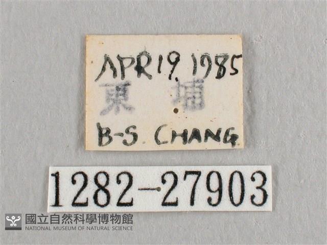 銀斑黃鉤蛾藏品圖，第3張