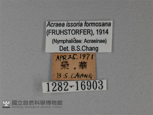苧麻細蝶藏品圖，第3張