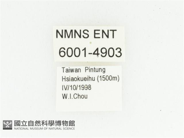 艷邊花金龜藏品圖，第2張