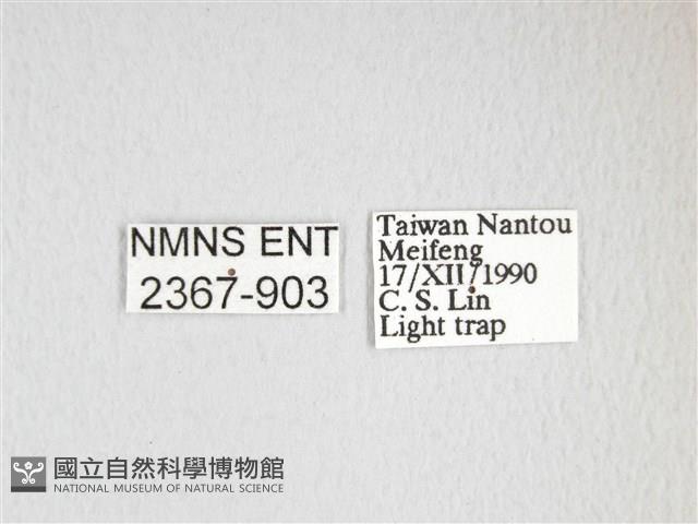 綠目天蠶蛾藏品圖，第3張