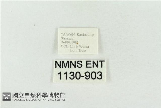 連珠波紋蛾藏品圖，第3張