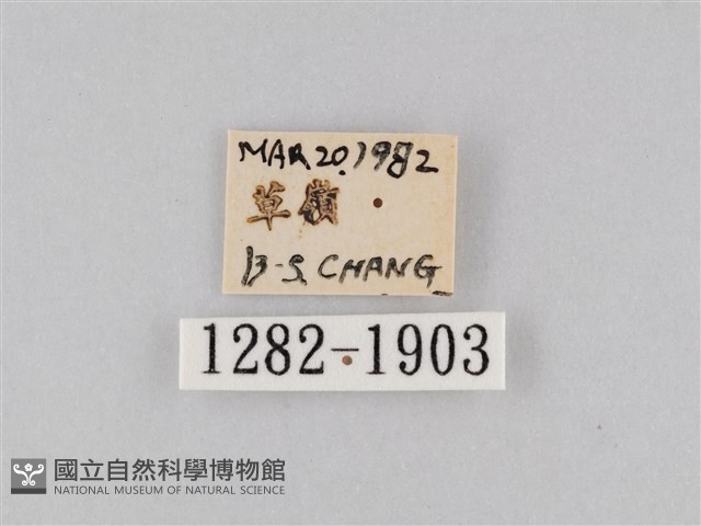 橙擬燈蛾藏品圖，第3張