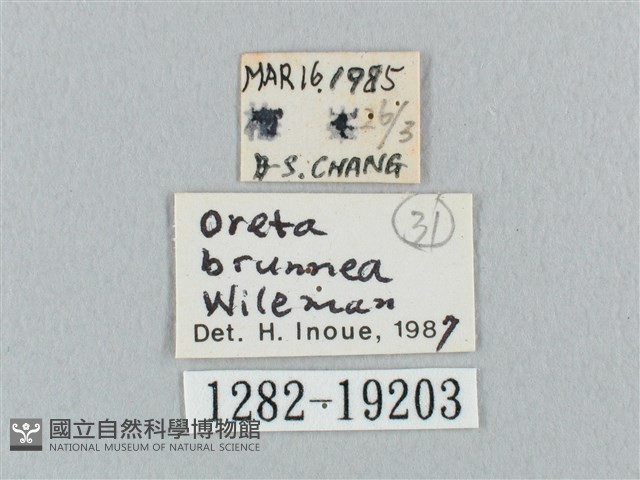 銀端帶鉤蛾藏品圖，第3張