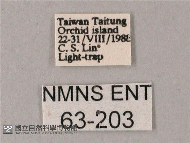 直翅斜紋天蛾藏品圖，第3張