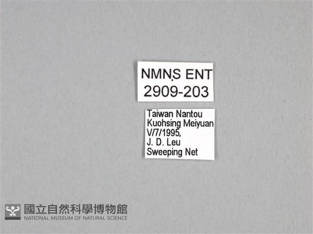 劍鳳蝶藏品圖，第3張