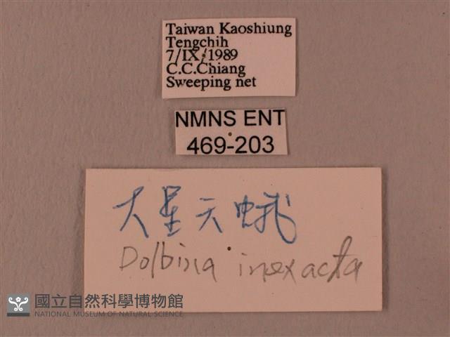 白星天蛾藏品圖，第3張