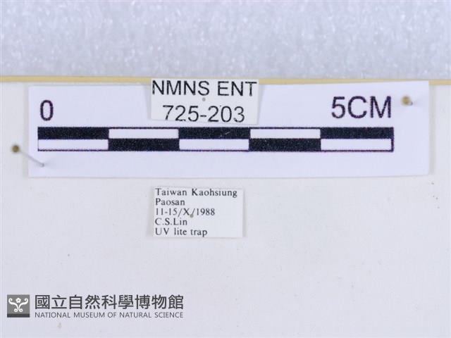 粉蝶燈蛾藏品圖，第3張