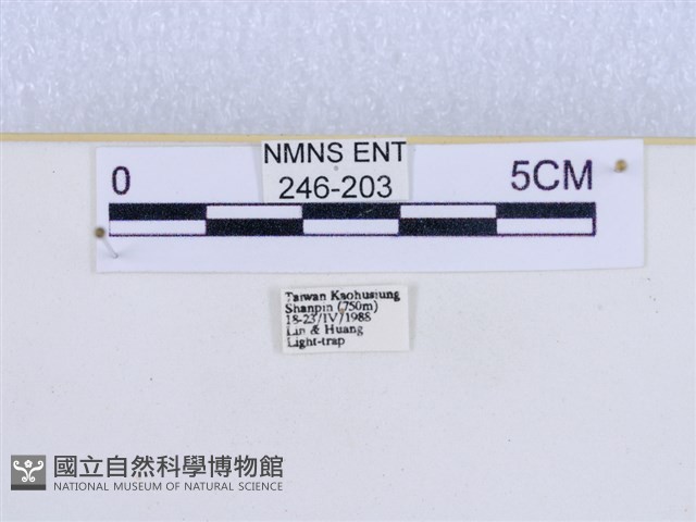 巨網燈蛾藏品圖，第3張