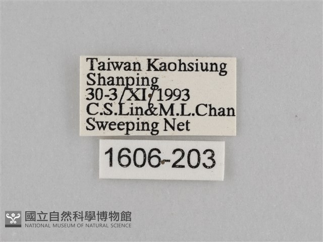 切翅眉眼蝶藏品圖，第3張