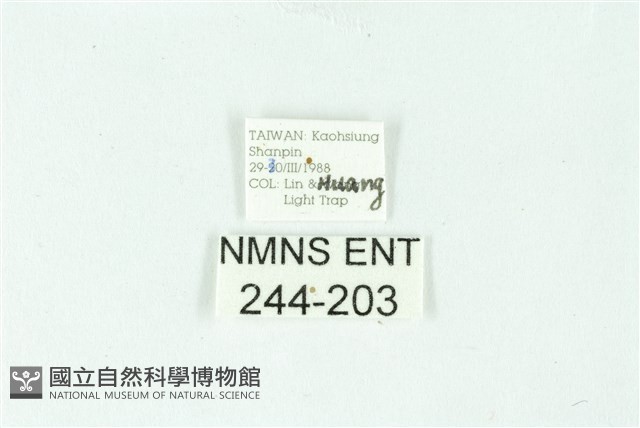 三條橙燈蛾藏品圖，第3張