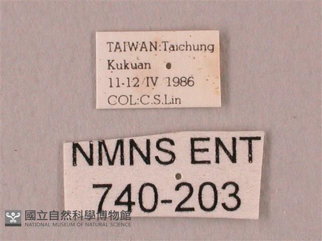 栗六點天蛾藏品圖，第3張