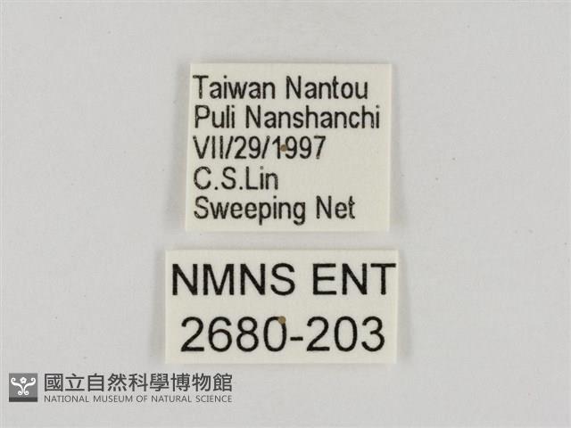 淡褐脈粉蝶藏品圖，第3張