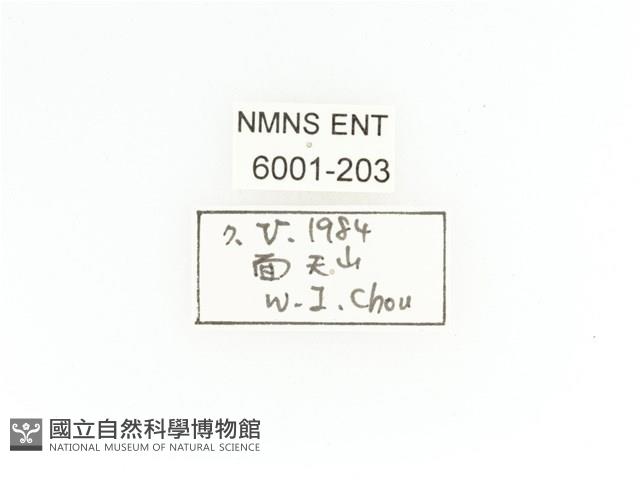 臺灣角金龜藏品圖，第2張