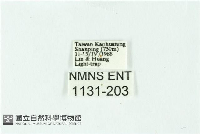 三條橙燈蛾藏品圖，第3張