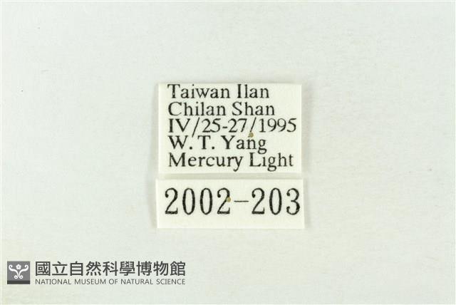 棍棒污燈蛾藏品圖，第3張