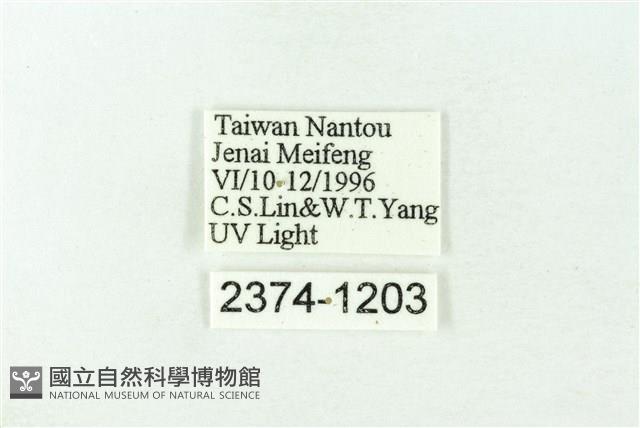 赭新污燈蛾藏品圖，第3張