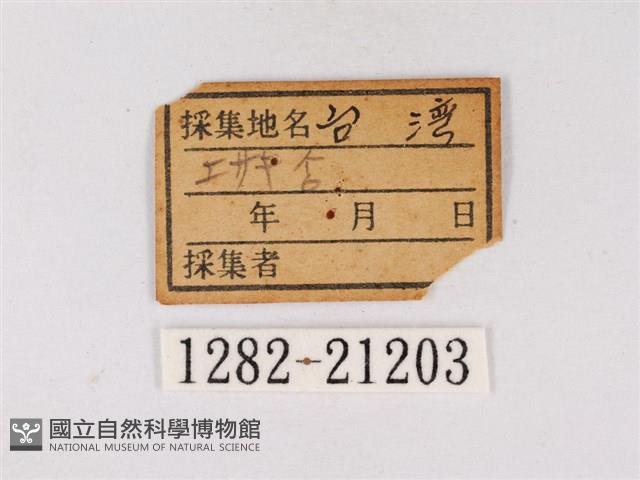 碧翠灰蝶藏品圖，第3張