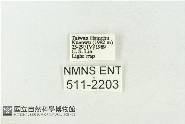 棍棒污燈蛾藏品圖，第3張