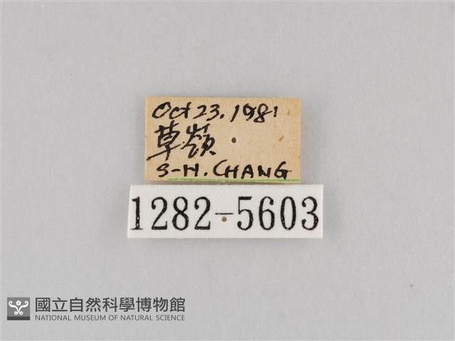 斜紋夜盜蛾藏品圖，第3張