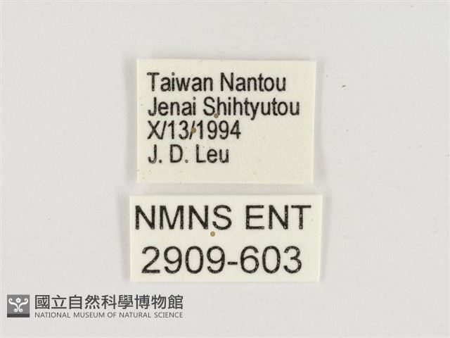 淺色眉眼蝶藏品圖，第3張