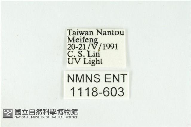 寬紋黃毒蛾藏品圖，第3張