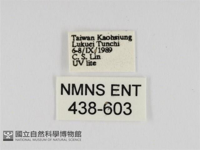 線紋篩蛾藏品圖，第3張