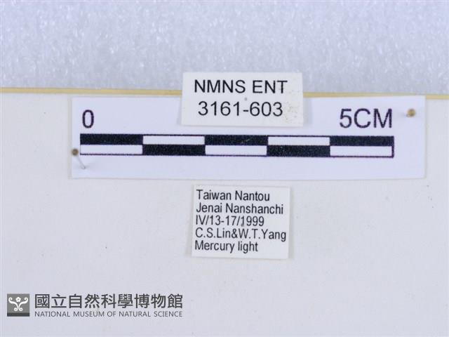 巨網燈蛾藏品圖，第3張