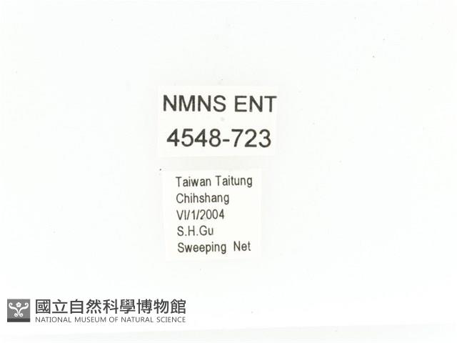 臺灣綠騷金龜藏品圖，第2張