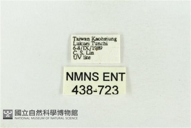 素木綠刺蛾藏品圖，第3張