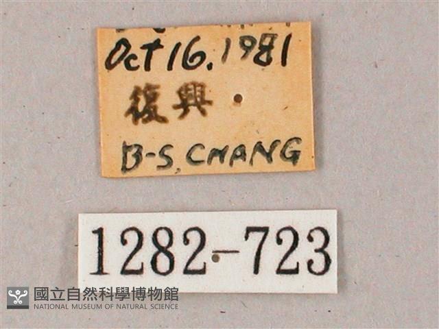 雙斑白肩天蛾藏品圖，第3張