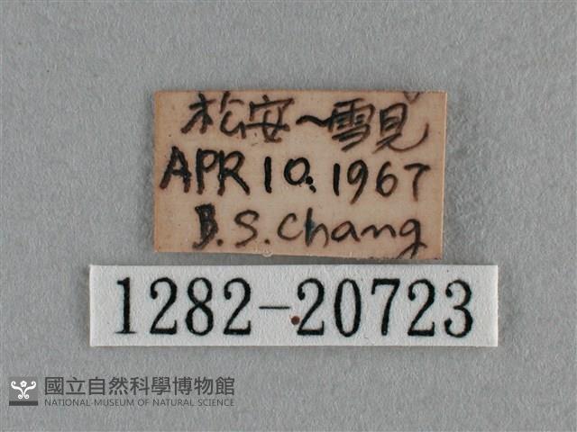 紫日灰蝶藏品圖，第3張