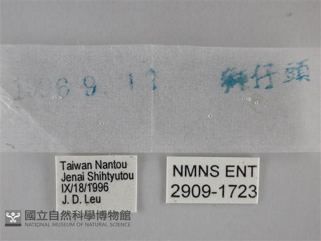 黃紋孔弄蝶藏品圖，第3張