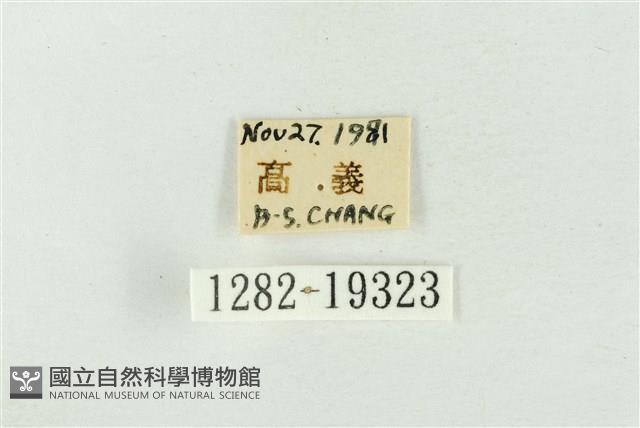 印華波紋蛾藏品圖，第3張