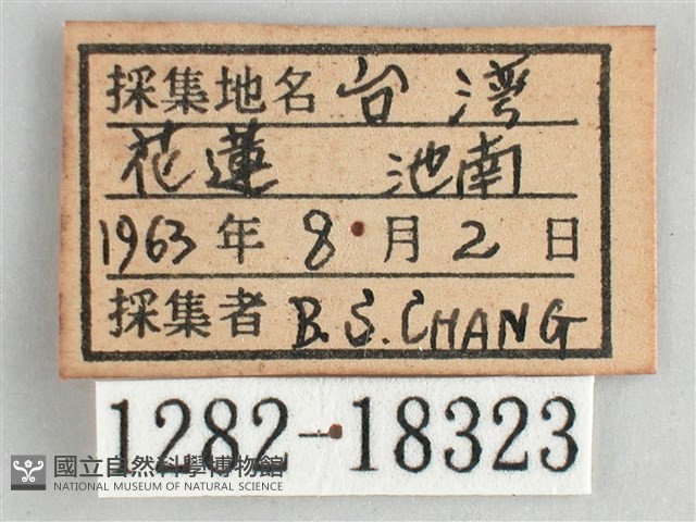 鋸粉蝶藏品圖，第3張