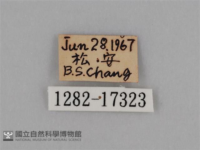 圓翅鉤粉蝶藏品圖，第3張