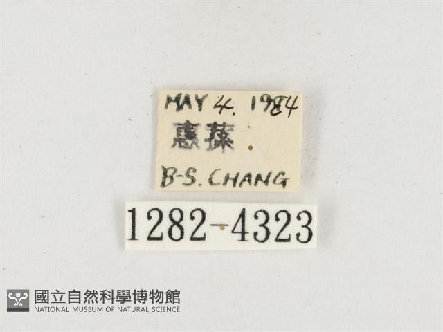 小白紋毒蛾藏品圖，第3張