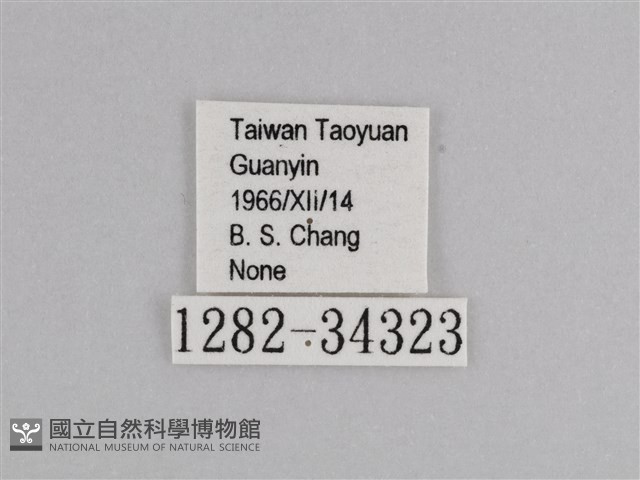 樺斑蝶藏品圖，第3張