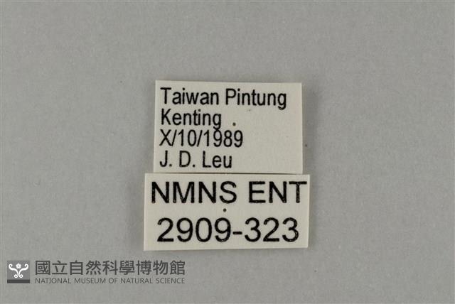 藍灰蝶沖繩亞種藏品圖，第3張