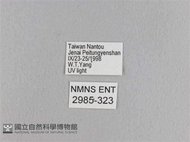 松大毛蟲藏品圖，第3張